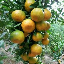 柑橘福建高山优质永春芦柑，地头价原产地发货，按需分选。