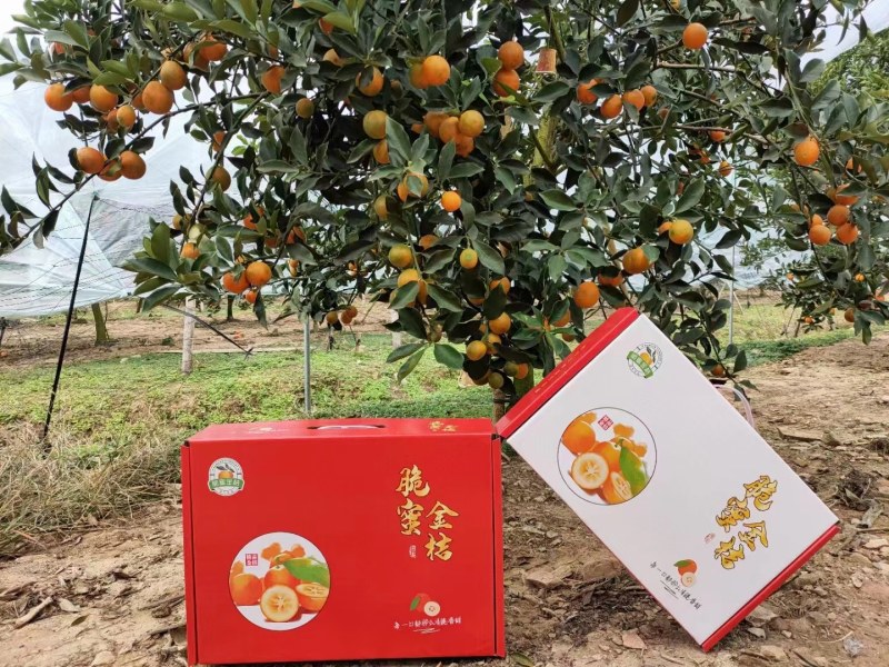 融安金桔