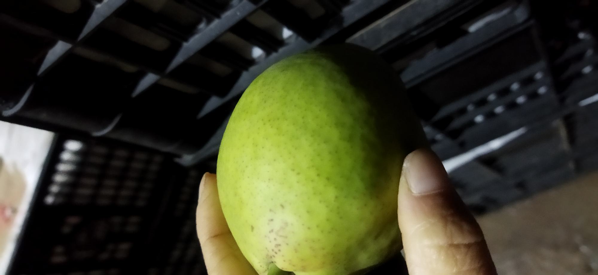 展示一个绿色表皮的土豆,背景为自然光线下的厨房环境 土豆变绿的自然现象