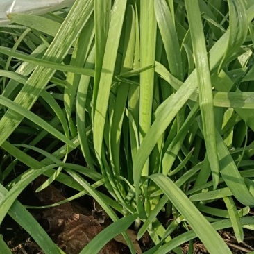 大棚韭菜上出中有需要的老板和我联系