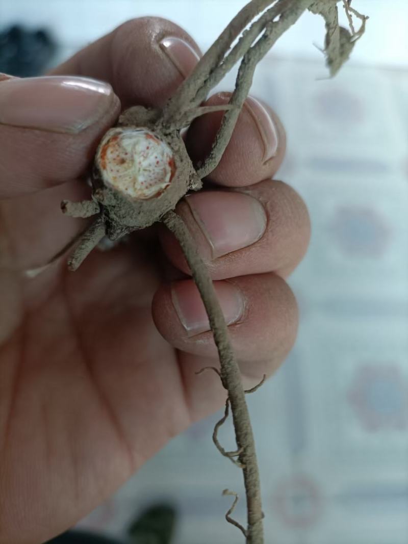 北苍术种苗