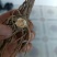 北苍术种苗
