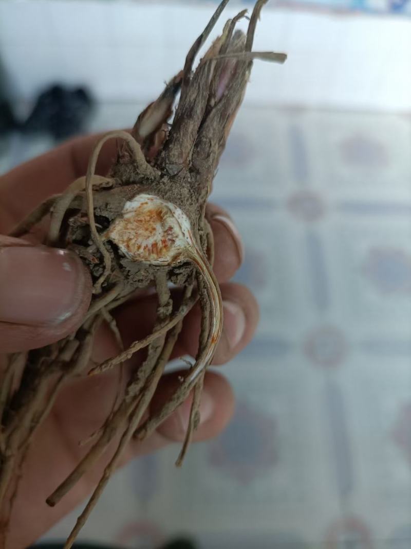 北苍术种苗
