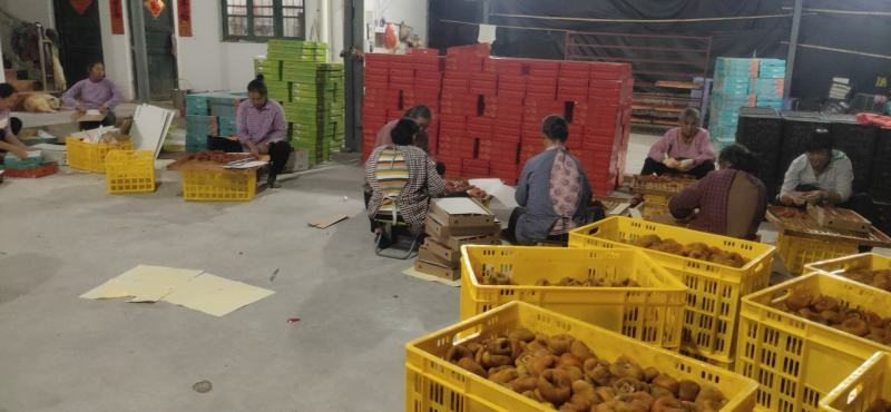 专业供应大量柿饼供应精品包装各种规格实体各发电商平台