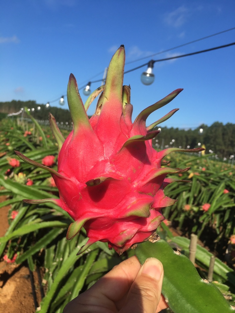 红心火龙果