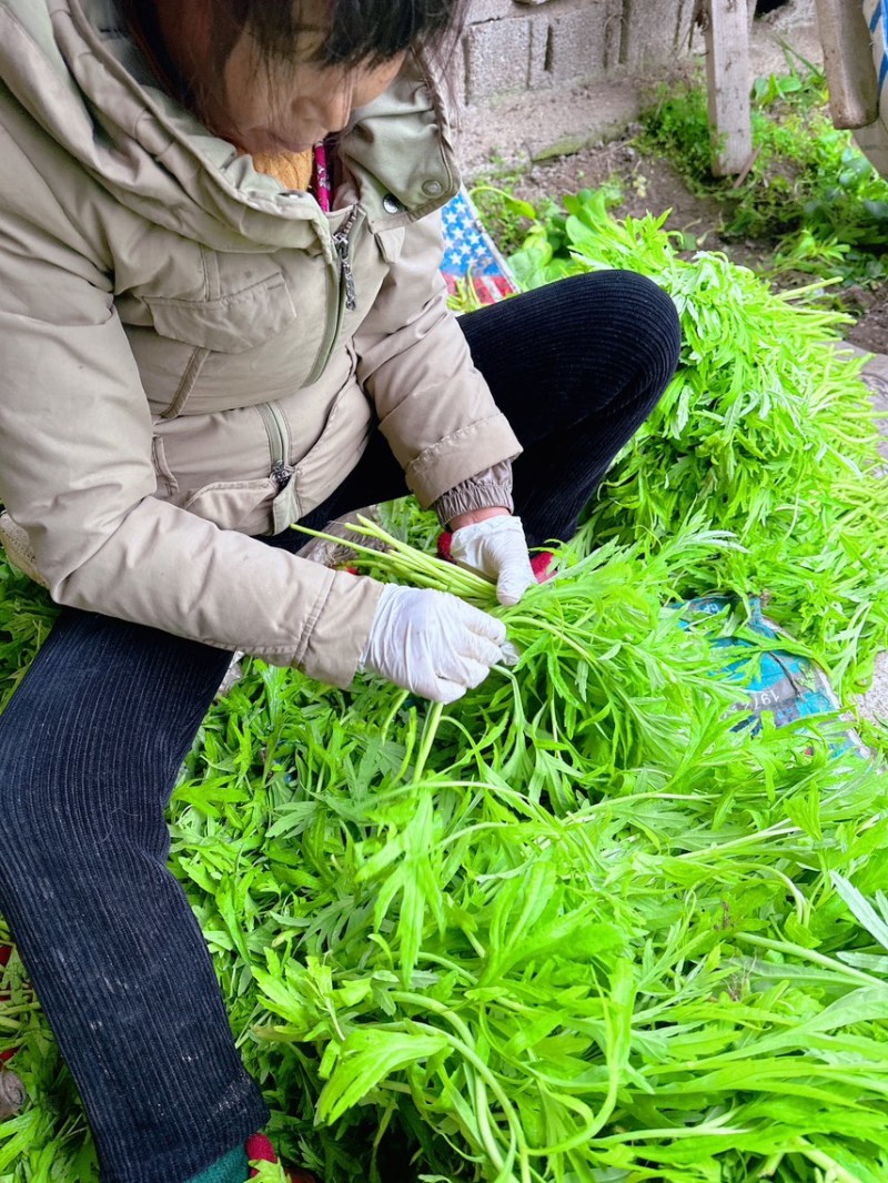 苏北上万亩芦蒿产业基地温室大棚芦蒿上市口感嫩量大。