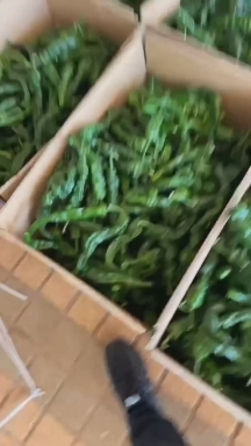 【一手货源】精品螺丝椒产地直发大量供应