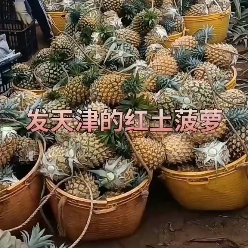 《菠萝产地直发》承接电商团购市场一级加工厂加工