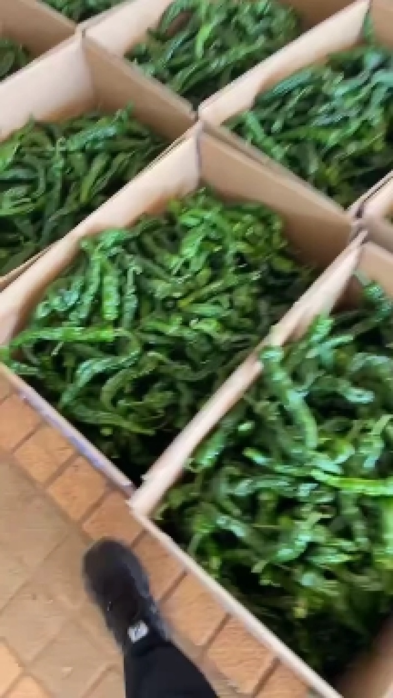 【一手货源】精品螺丝椒产地直发大量供应