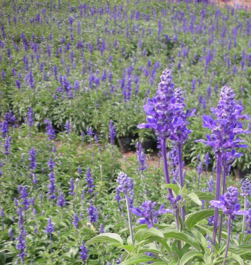 鼠尾草种子多年生宿根花卉种子蓝鄂鼠尾草种子洋苏草景观花海