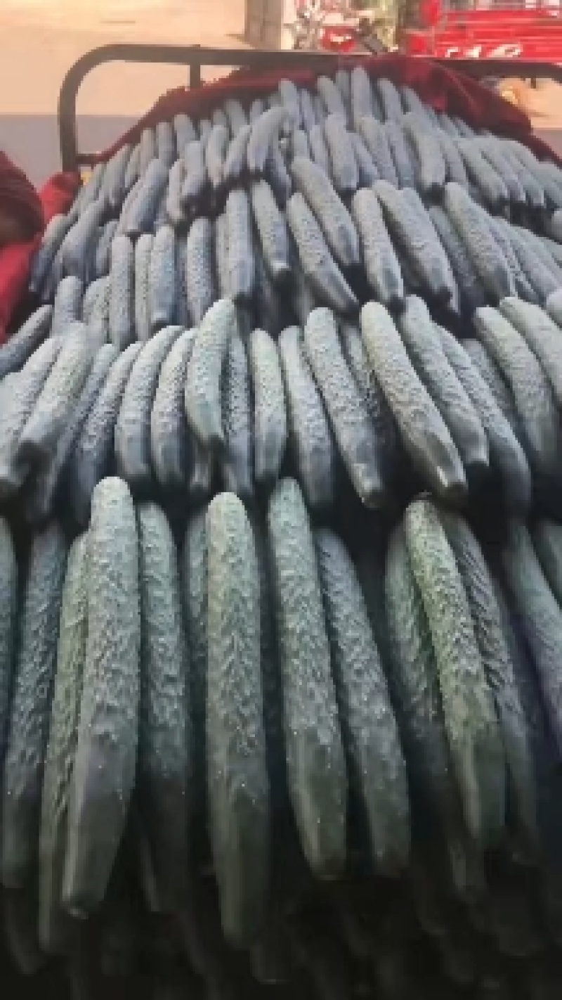 《产地严选》黄瓜，诚信经营，一手货源，产地直发