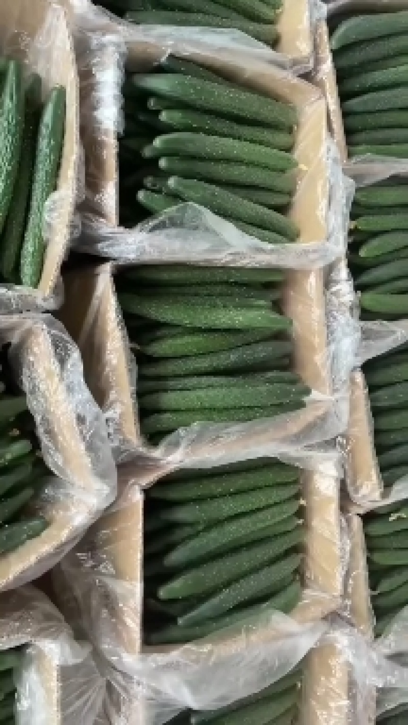 《产地严选》黄瓜，诚信经营，一手货源，产地直发
