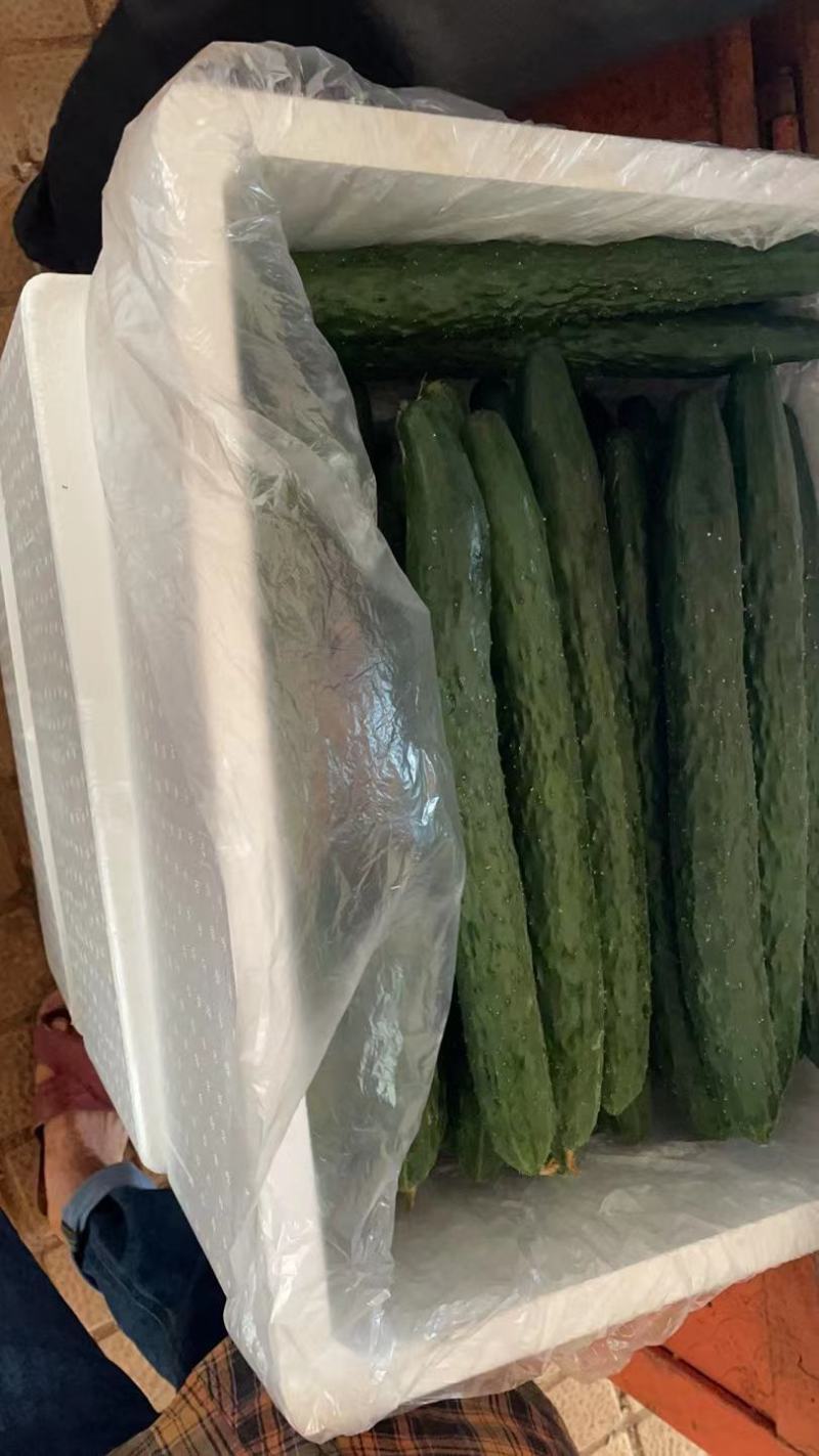 《产地严选》黄瓜，诚信经营，一手货源，产地直发