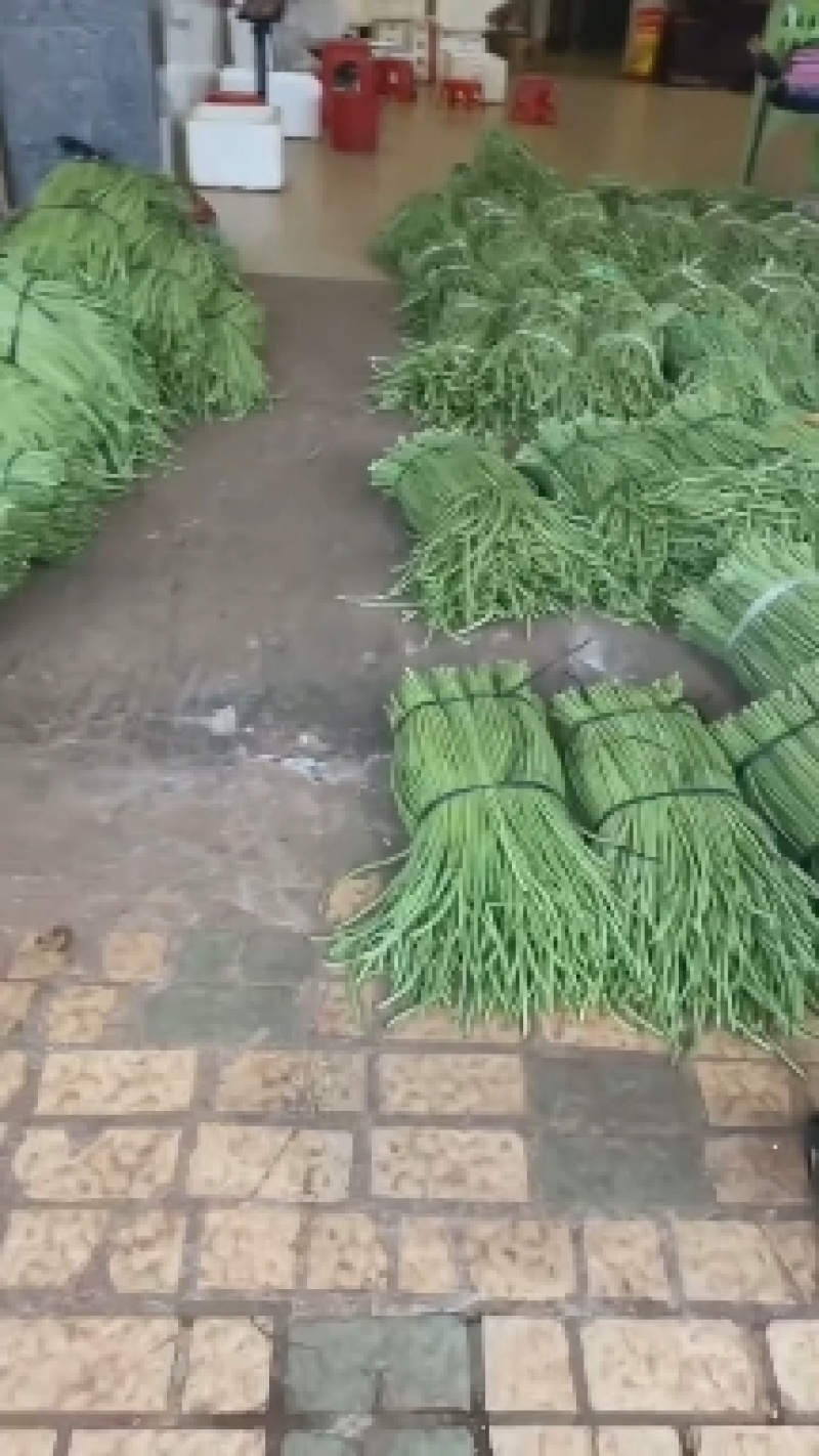 《实力商家》精品货泡菜货都有产地基地直发