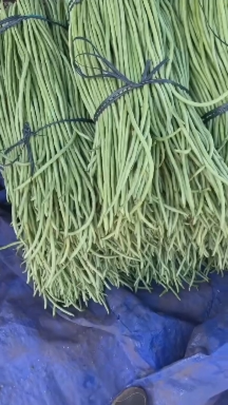 《实力商家》精品货泡菜货都有产地基地直发
