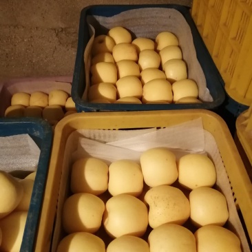 山东维纳斯黄金苹果