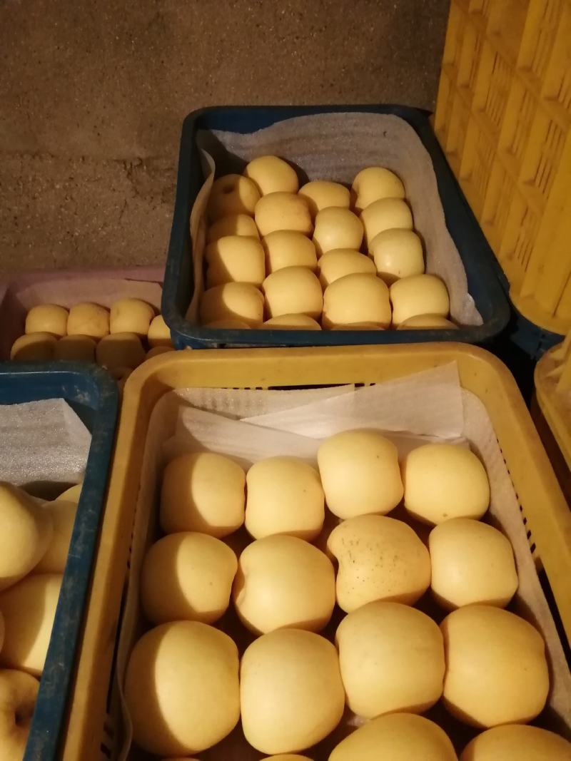 山东维纳斯黄金苹果