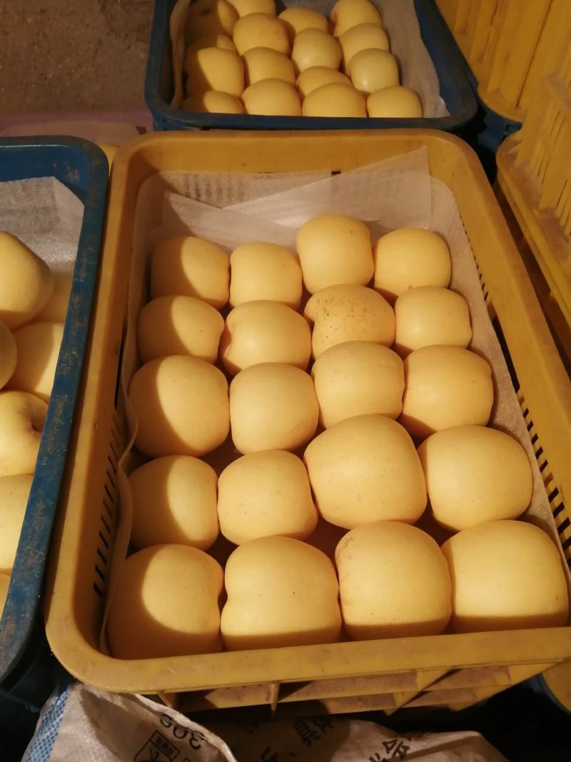 山东维纳斯黄金苹果