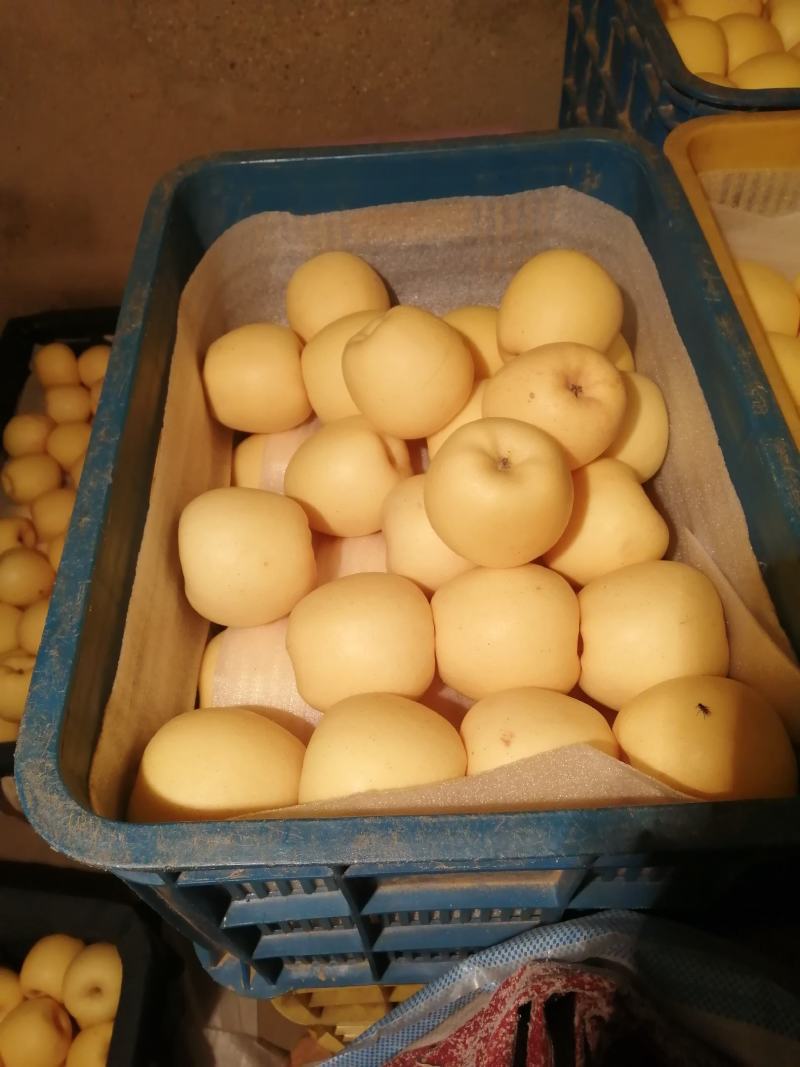 山东维纳斯黄金苹果