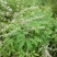 荆条种子护坡灌木种子道路护坡铁路护坡花卉黄荆种子