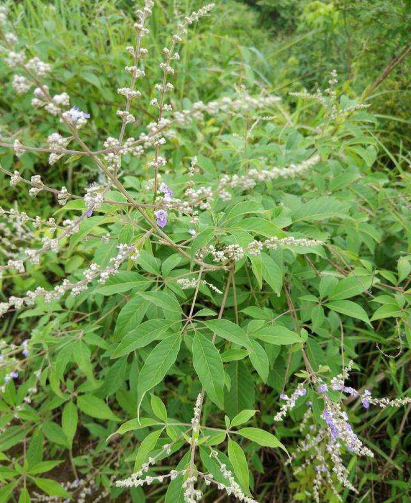 荆条种子护坡灌木种子道路护坡铁路护坡花卉黄荆种子