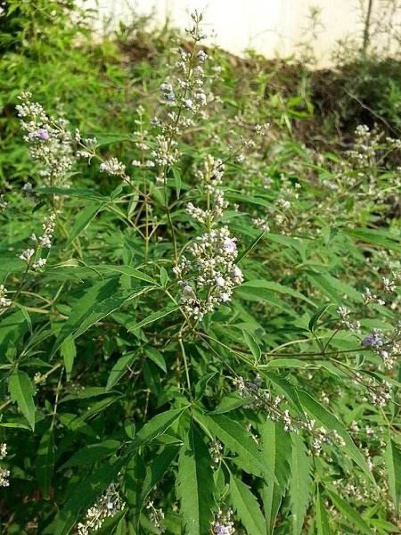 荆条种子护坡灌木种子道路护坡铁路护坡花卉黄荆种子