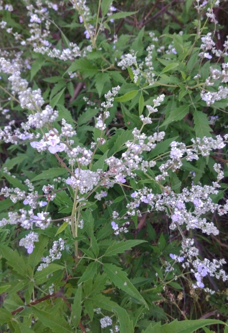 荆条种子护坡灌木种子道路护坡铁路护坡花卉黄荆种子