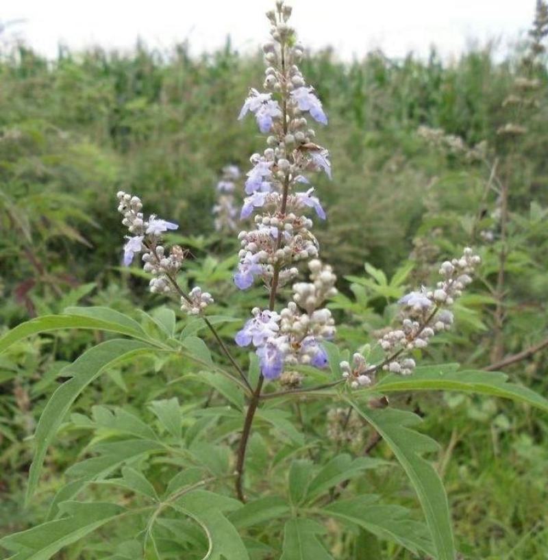 荆条种子护坡灌木种子道路护坡铁路护坡花卉黄荆种子