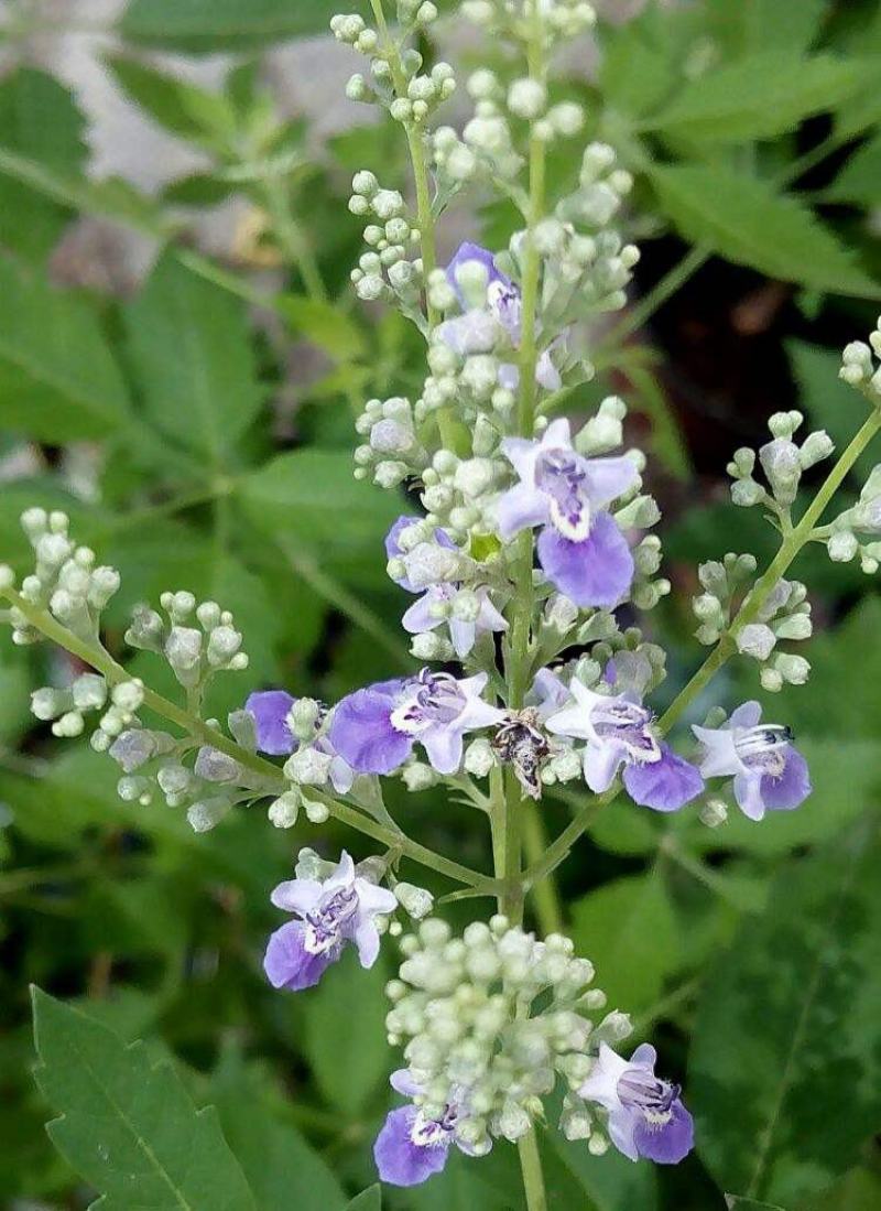 荆条种子护坡灌木种子道路护坡铁路护坡花卉黄荆种子