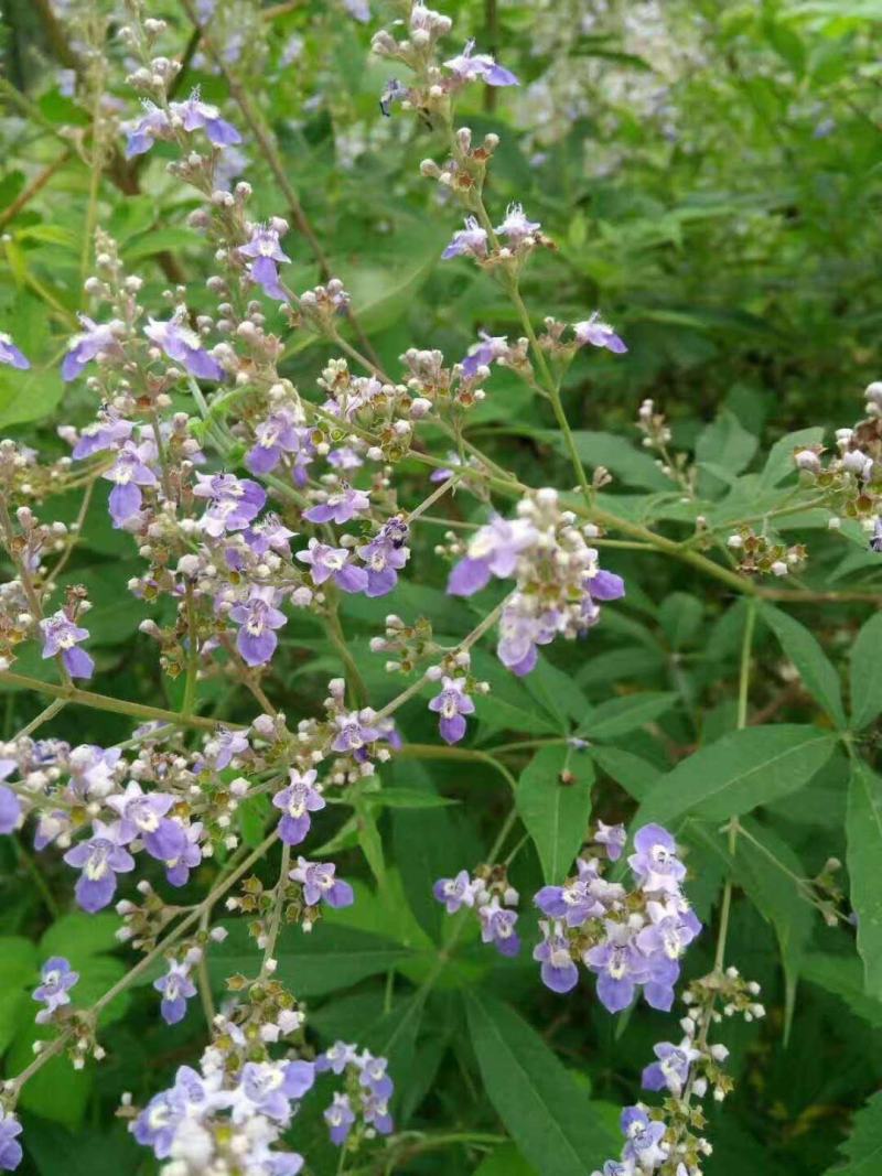 荆条种子护坡灌木种子道路护坡铁路护坡花卉黄荆种子