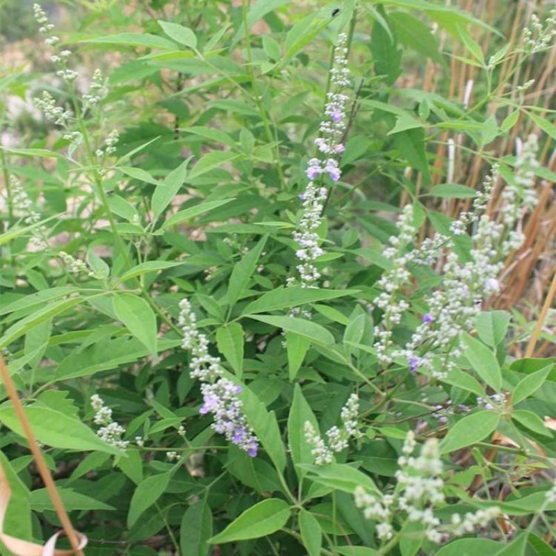 荆条种子护坡灌木种子道路护坡铁路护坡花卉黄荆种子