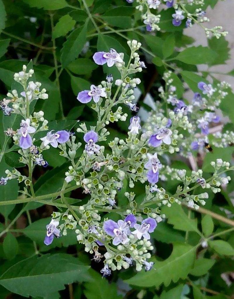 荆条种子护坡灌木种子道路护坡铁路护坡花卉黄荆种子