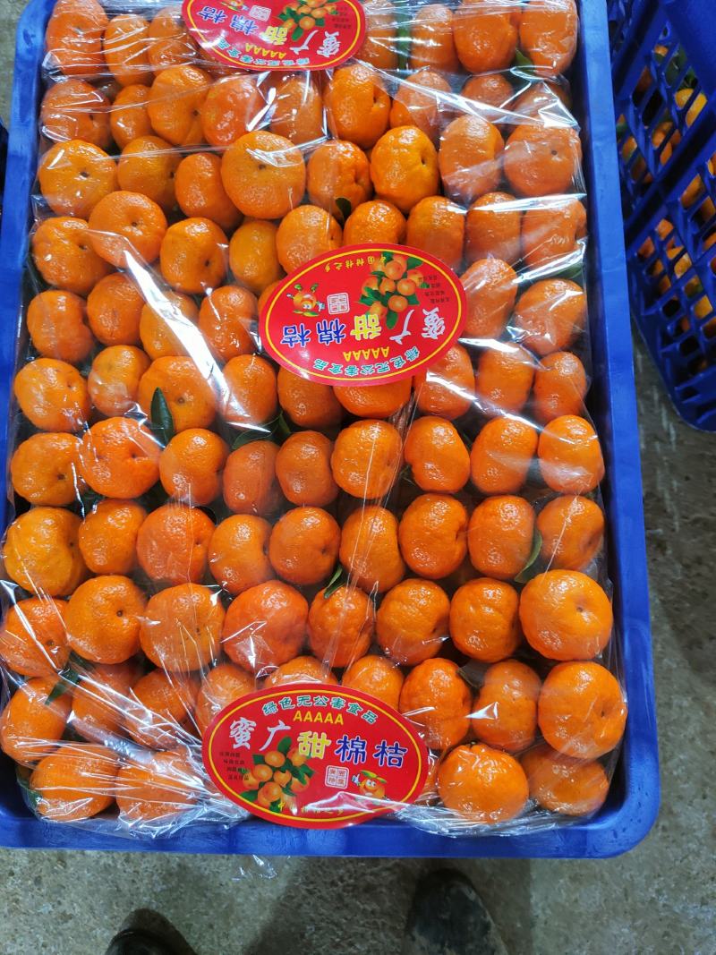 广西棉橘产地直发诚信代办货量足欢迎老板前来咨询订购