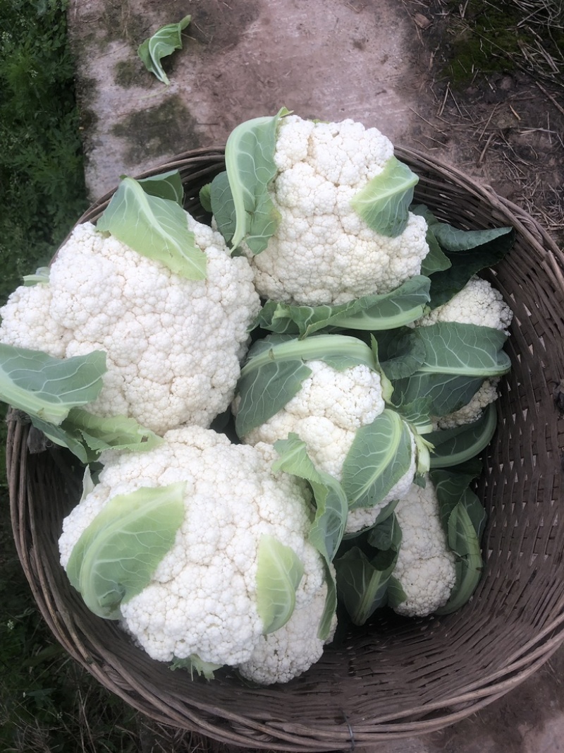 精品花菜-散花可打包-质量非常好-需要的朋友欢迎联系