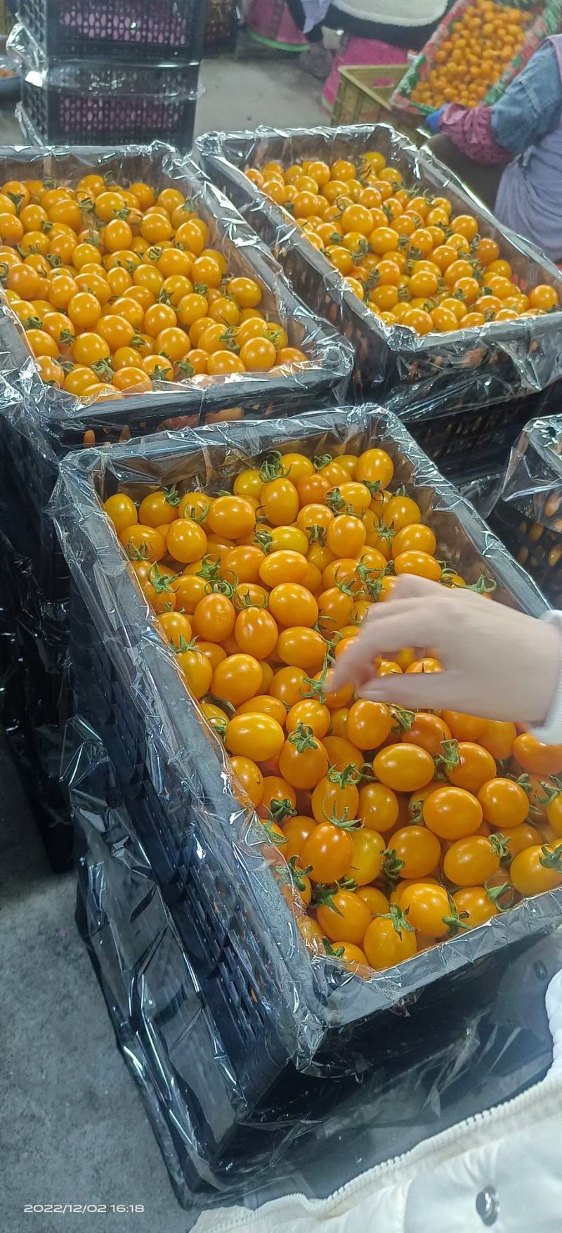 【黄金圣女果】露天种植口感清爽鲜嫩产地代收代发质量保证