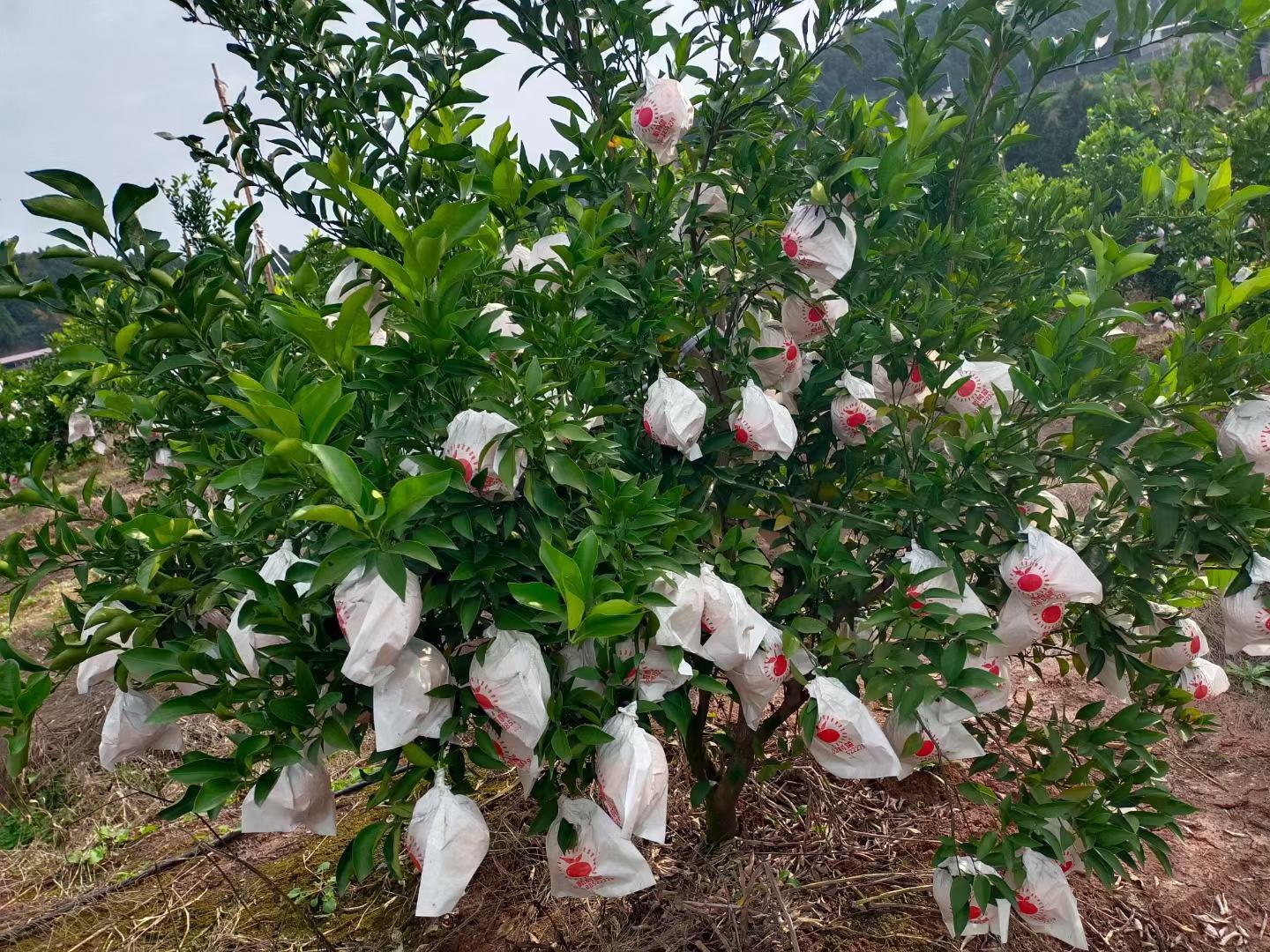 爱媛38号包装与销售渠道展示图