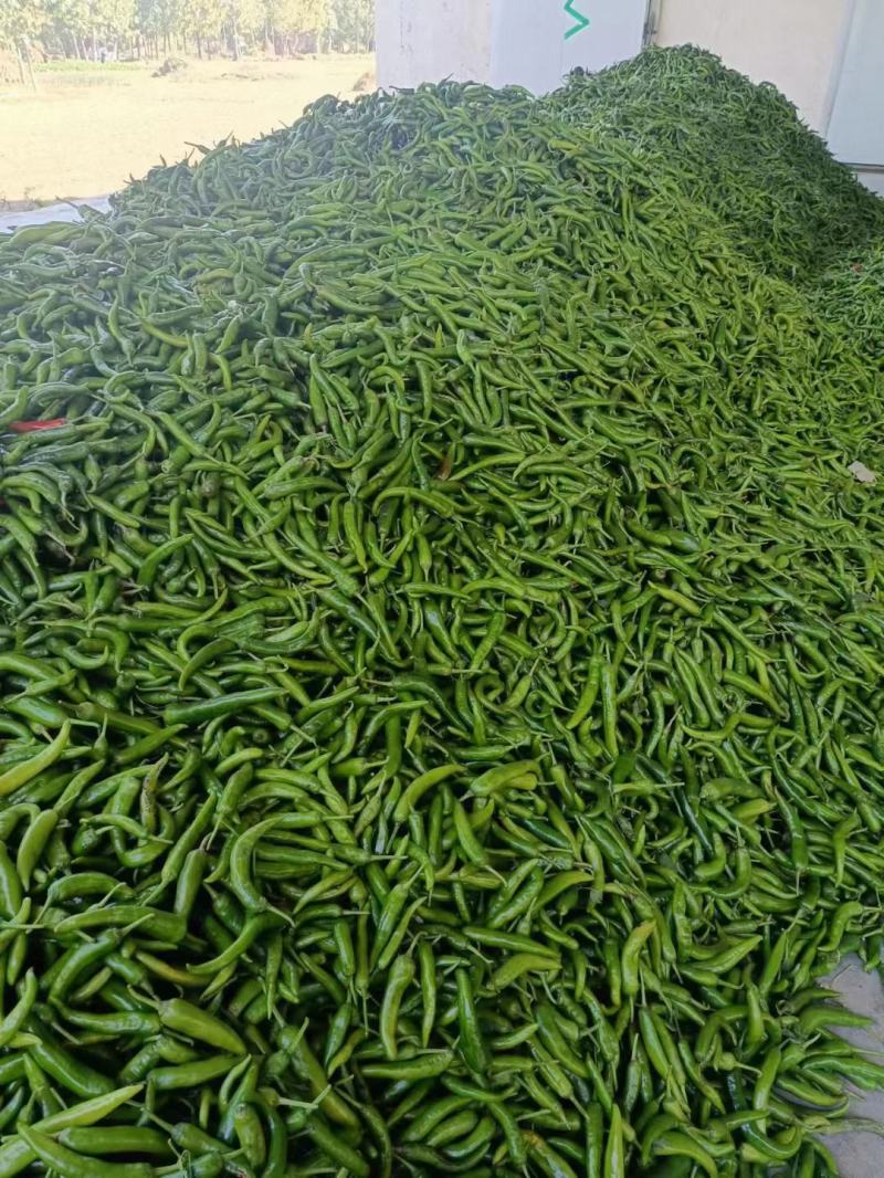 广东省茂名地区青皮尖椒大量上市中，产地直销