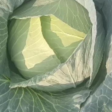 黄心大白菜甘蓝京丰一号
