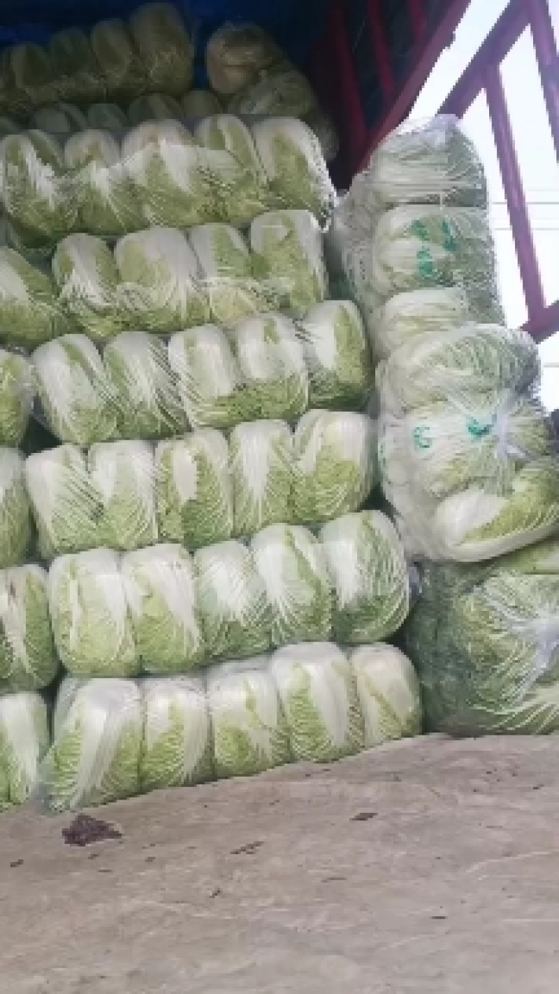 黄心大白菜甘蓝京丰一号