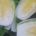黄心大白菜甘蓝京丰一号
