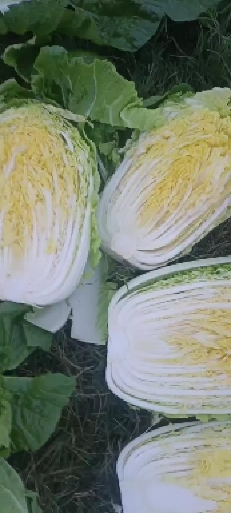 黄心大白菜甘蓝京丰一号