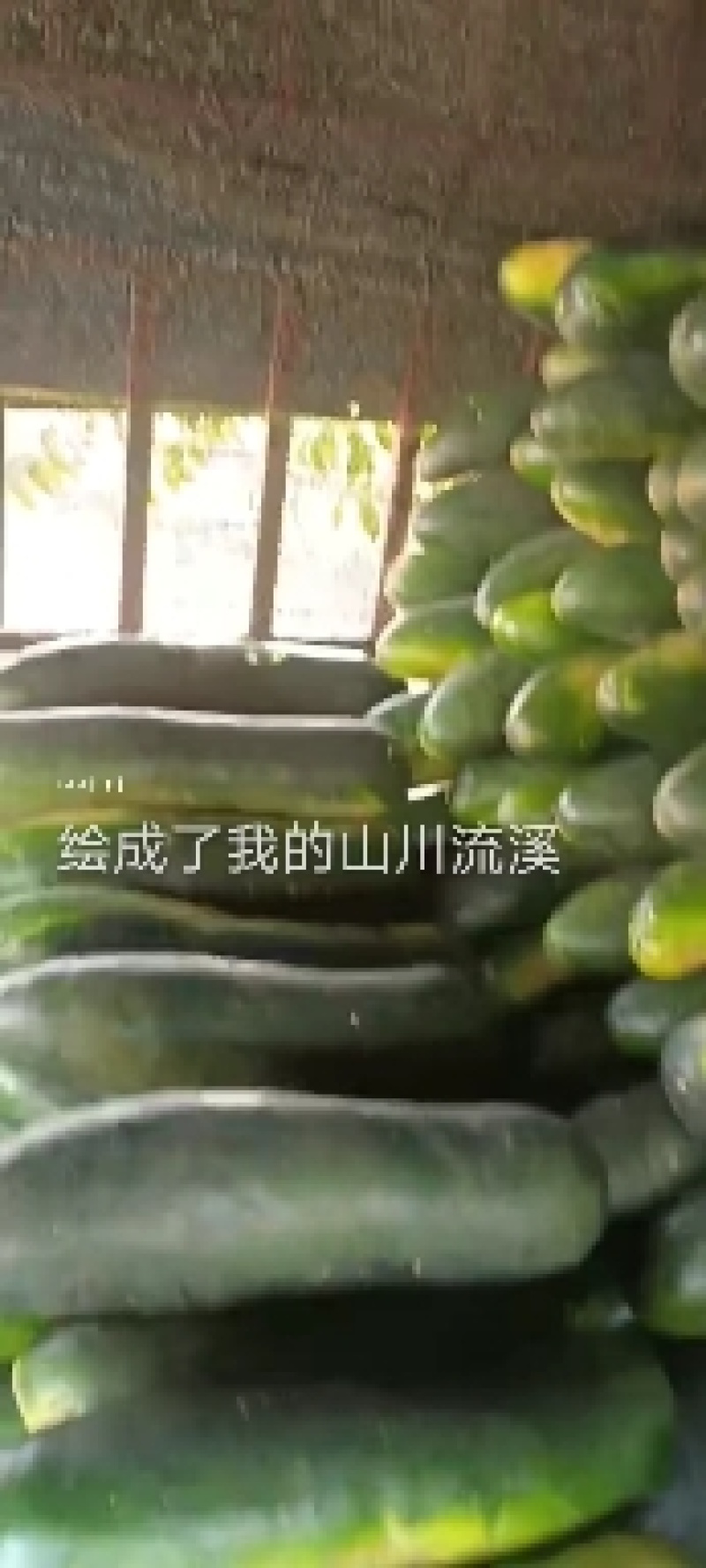 黄心大白菜甘蓝京丰一号