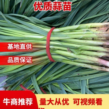 山东临沂郯城红根蒜苗大量上市产地直发专业代办