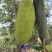 1号黄肉菠萝蜜