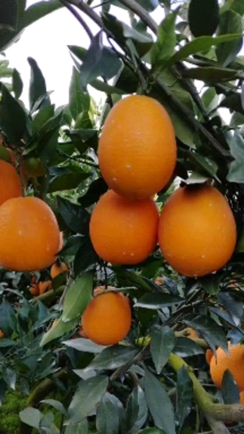九月红果冻橙个头大颜色全红口感纯甜水份足价格实惠产地货源