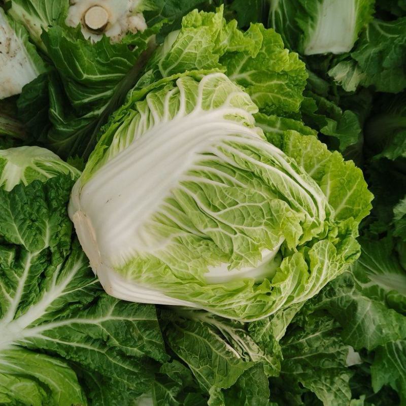 河南白菜，新科小包白菜，视频看货，线上保障交易。