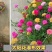 重瓣太阳花种子四季开花易活易种室内外庭院阳台盆栽花种子