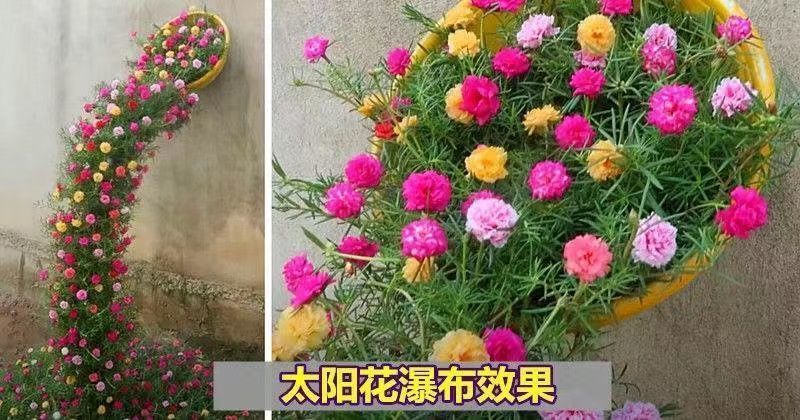重瓣太阳花种子四季开花易活易种室内外庭院阳台盆栽花种子