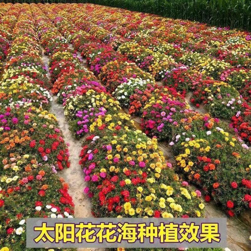 重瓣太阳花种子四季开花易活易种室内外庭院阳台盆栽花种子