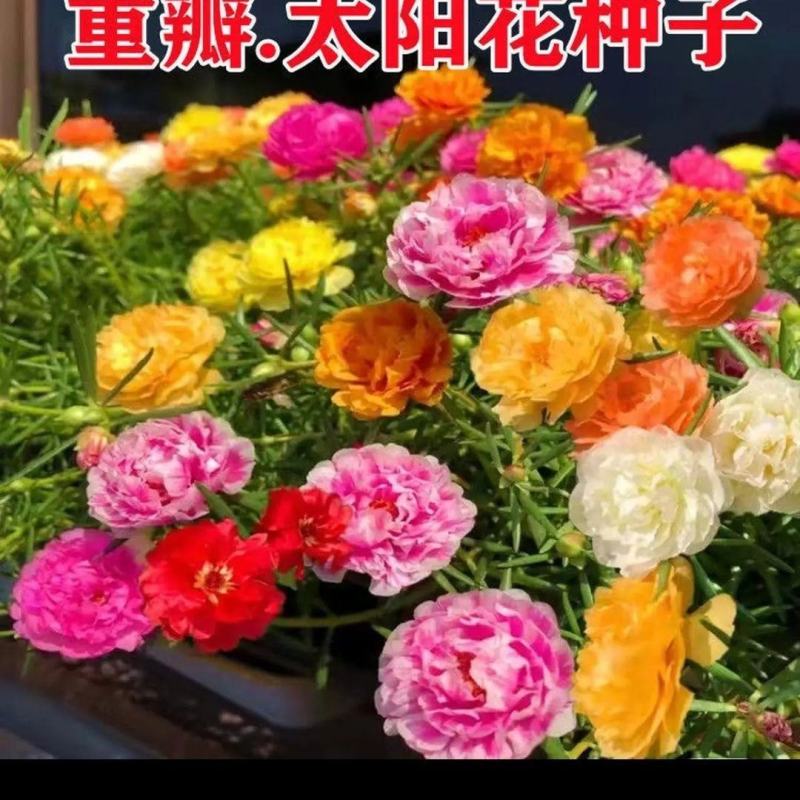 重瓣太阳花种子四季开花易活易种室内外庭院阳台盆栽花种子